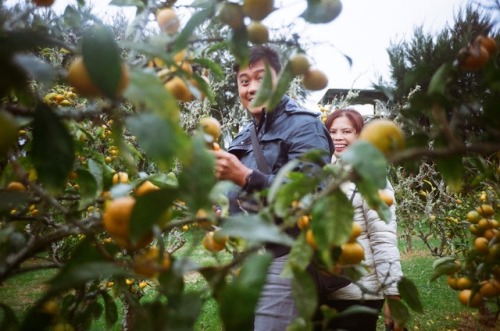 Mandarin Picking at Auckland, New Zealand. – My boyfriend gave me an analog camera to play with last