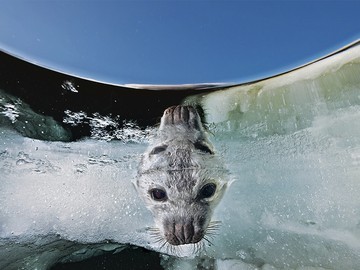 Ice Baby
A seal pup near Madeleine islands, Quebec.
David Doubilet