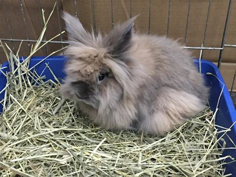 beastieandthebeasts: Some of the beautiful bunnies at Bunny Bunch Rabbit Rescue in Montcla