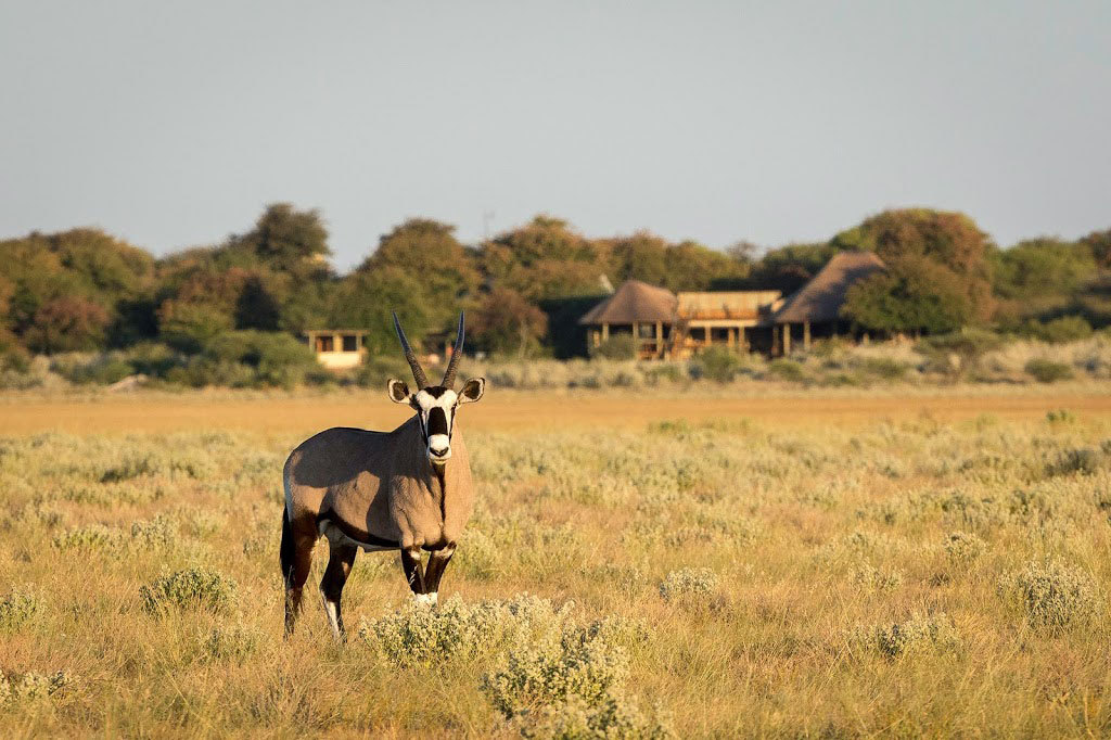 Botswana is a destination for adventure and relaxation. It is said to be one of Africa’s most desired places, Botswana holidays are bliss and serene. If you choose to go on a Botswana safari you will get to experience many amazing animals and...