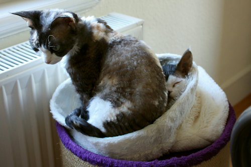 cybergata: Emiko and Tesla Emiko with Greebo The two are slowly ge