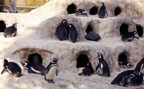 It’s a penguin condo!
