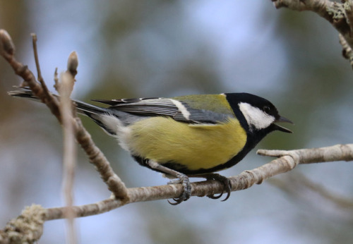 Great tit/talgoxe.