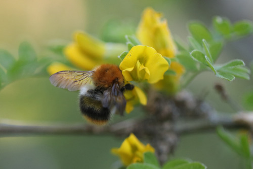 Bumblebee mega post. 