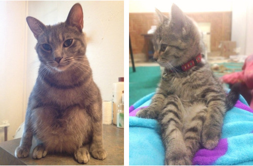 tastefullyoffensive:  Cats Sitting Like Humans [x]Previously: Cats Wearing Animal Hats 