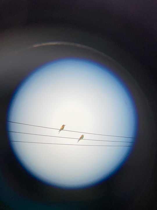 viagocoded:I did a six-hour round trip to see European Bee-eaters in Norfolk! A rare