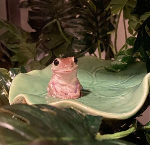 Frog With Hat Frog With Hat ! ⊹༝̩̩̥͙ ༓༝̩̩̥͙