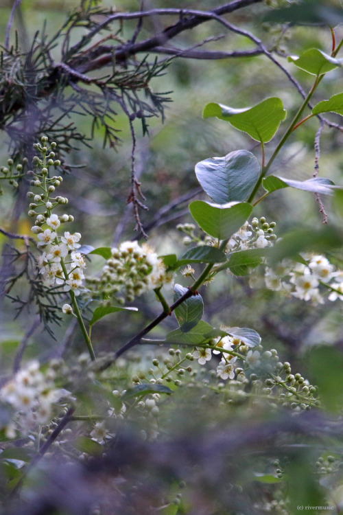 Wild Chokecherry blossoming like lace in the Juniper grove, Shoshone National Forest, Wyomingby rive