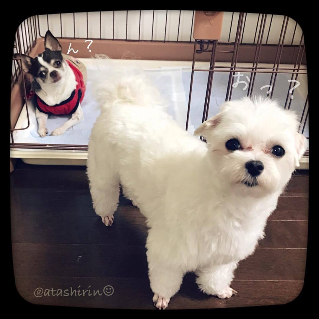 ん？おっ？。
・
・
・
#ilovemypets #ilovemypet #chihuahualife #chihuahua #maltese #malteseworld #malteselife #cameralife #cameralover #dogs #dogsofinstaworld #inulog #inu #pecon #pelotto #ふわもこ部ワンコ #スタペグラム #スタペ応募_stp47 #スタペ応募_目ヂカラ #cutedogs #大好きだよ #里親になろう #❓