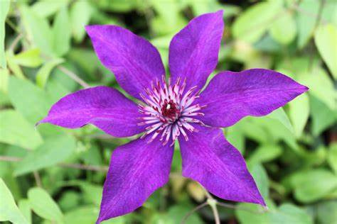Type Of Flower (HC)