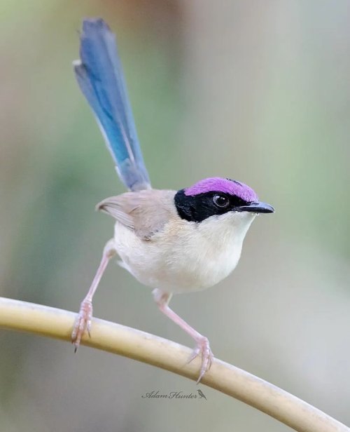 birdblues: Purple-crowned Fairywren