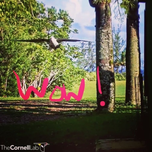 Albatross got hops! #albatross #AlbatrossCam #cornell #seabirds #birds #birdsofinstagram