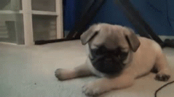 aplacetolovedogs:  Cutest Pug puppy
