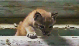 fozmeadows:not-a-space-alien:jafaels:baby lynx breaks out, mama lynx comes to the rescueGET BACK HER