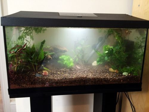 iantojonesthebetta: July 9th and August 6th pictures! What a huge difference a month makes.