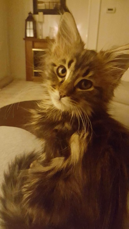 leoasskerville: I’m getting this kitten next week!!