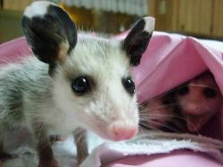 possumoftheday:  Today’s Possum of the