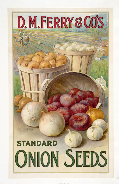 D. M. Ferry &amp; Co&rsquo;s standard onion seeds, 1911. New York. Via Huntington Library