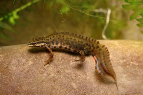 Smooth newt (Lissotriton vulgaris meridionalis). Credit: Giuseppe Molinari > For more pics, video