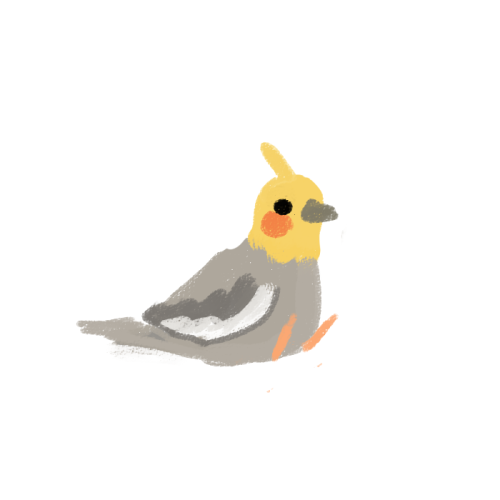 rosarrie:old cockatiel drawings i just found in my art folder