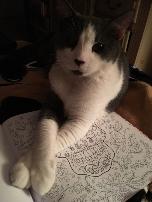 I was going to color - Taz had other plans.