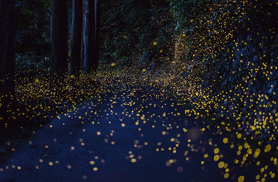 smithsonianmag:  The Beautiful Flight Paths of Fireflies By Jesse Rhodes Images by Tsuneaki