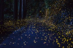 Smithsonianmag:  The Beautiful Flight Paths Of Fireflies By Jesse Rhodes Images By Tsuneaki