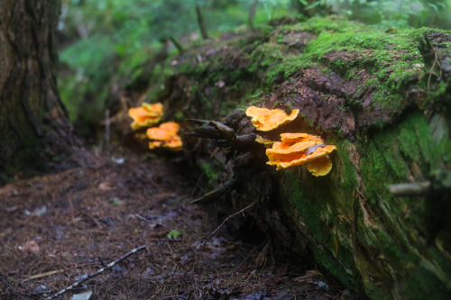 steepravine: Chicken Of The Woods On Mossy Fallen Log (Porcupine Mountains, Michigan - 8/2016)