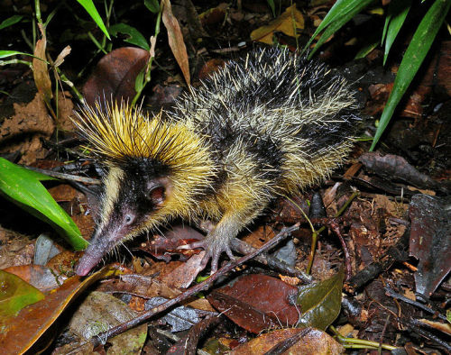 cool-critters:Lowland streaked tenrec (Hemicentetes semispinosus)The lowland streaked tenrec is a sm