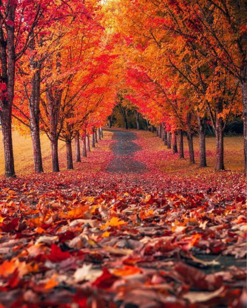 atraversso:   Wonderful  Autumn  🍁  ❤️  by neohumanity