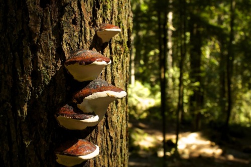 Phellinus everhartii