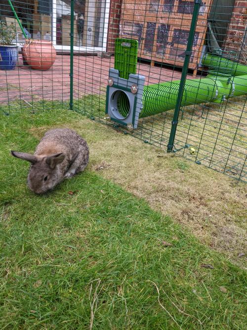 Bilbo is excited about his new grass! We move their run every weekend. You can see some overlap here