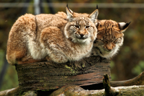 funkysafari:  European Lynx  by Airwolfhound