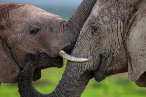 Porn nubbsgalore:  elephant hugs. conspicuously photos