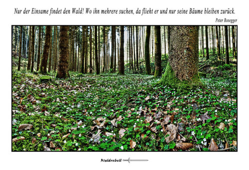 waldrebell - “Nur der Einsame findet den Wald! Wo ihn mehrere...