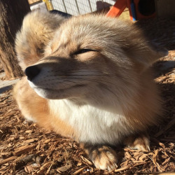 lloxie: everythingfox: Look at fox to increase serotonin levels Foxiiiiie &lt;3 