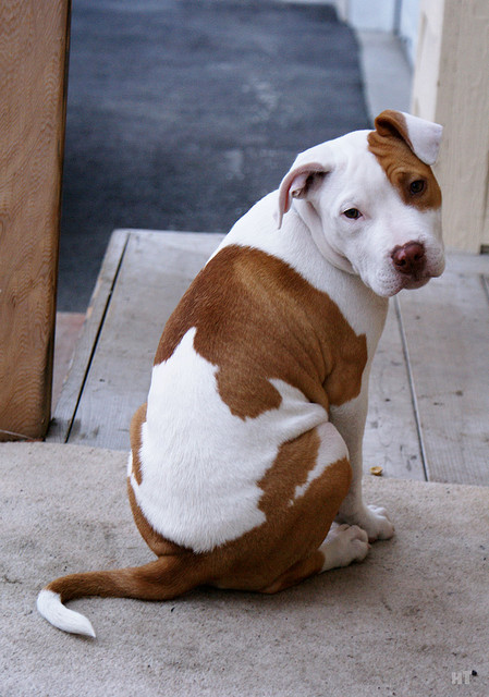I love Pit Bulls!