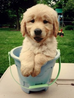 fluffypuppyofficial:  Golden Retriever Appreciation