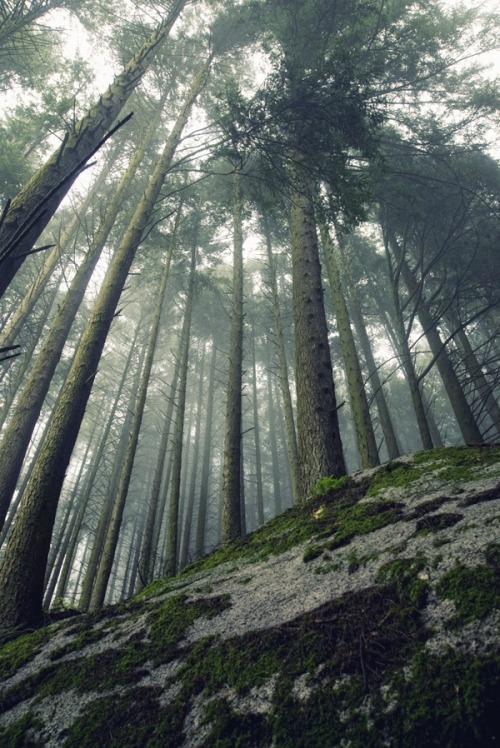 peaceful-moon: 0rient-express: Into the Trees VI. | by Rui Luz. ☮☾