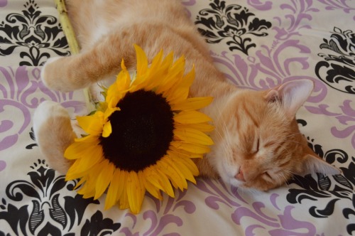 beginyourmetanoia:  Leo the sunflower kitty 🌻 