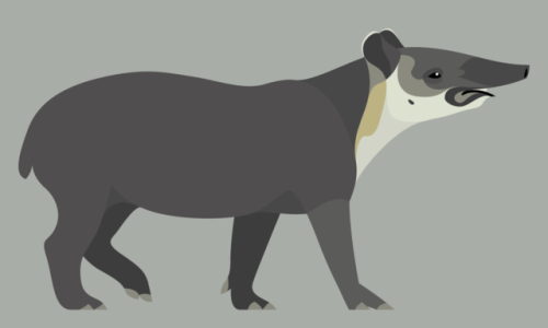 Tapirus Bairdii - Baird’s Tapir