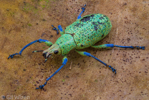 alucardbrofist: b33tl3b0y: look at the little scales on my glittery weevil son! they’re called “phot