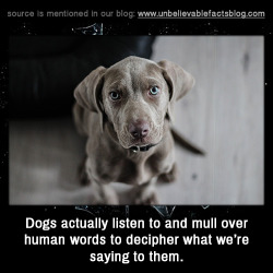 libertarian–princess:  unbelievable-facts:  Dogs actually listen to and mull over human words to decipher what we’re saying to them.   SMART DOGGOS