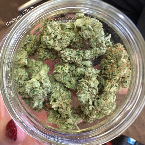 coralreefer420:  Gorilla Glue  adult photos