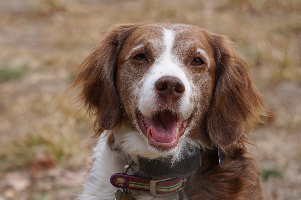 abarkinthepark: Rosie