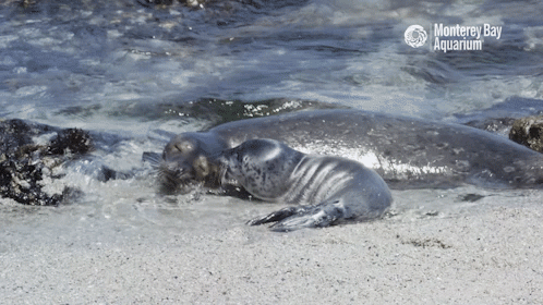 montereybayaquarium:May these Monterey Bay marine mammals make your day more marvelous