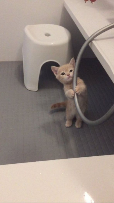 oooooooo:  ホースをつかむ姿に一発KO　お風呂場が大好きな仔猫がたまらなくかわいい - ねとらぼ
