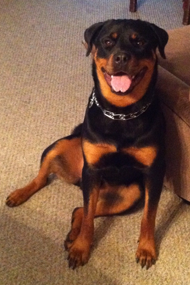 I have the happiest German Rottweiler