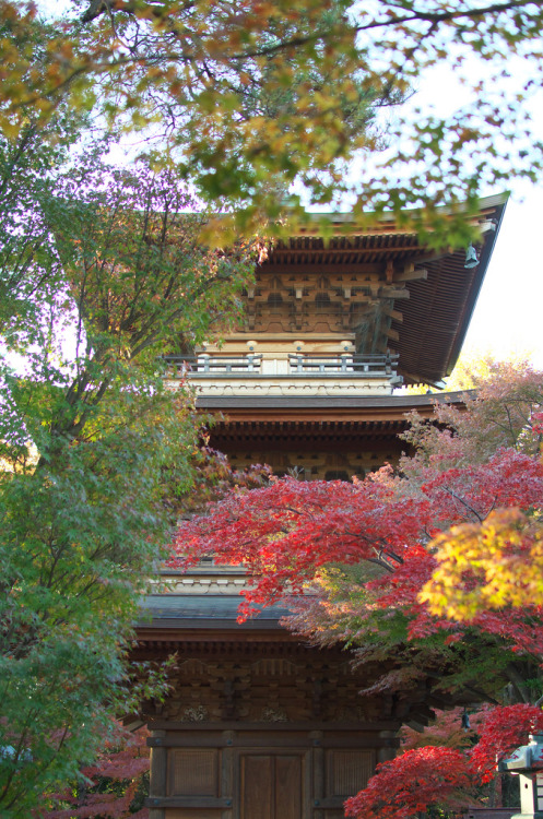 vnformed:  紅葉の豪徳寺 2013年11月23日 (by Tokutomi Masaki) 