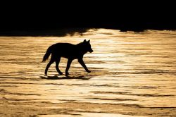 her-wolf:   Silhouetted Archipelago Wolf Trotting by John Hyde